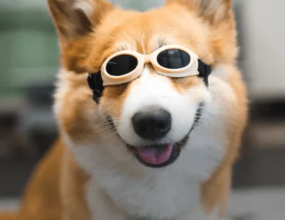 Corgi wearing goggles, smiling and showcasing a playful demeanor, representing a happy pet experience related to veterinary care at Pilina Vet.