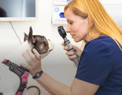 Veterinarian examining a French Bulldog using an otoscope, emphasizing preventative care and wellness at Pilina Vet.