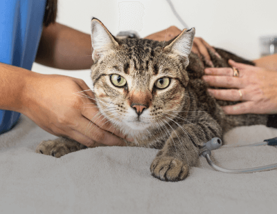 Domestic Health Certificates