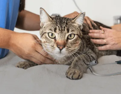 Cat receiving veterinary care, with hands of a veterinarian checking its health, emphasizing pet health certificates for travel.