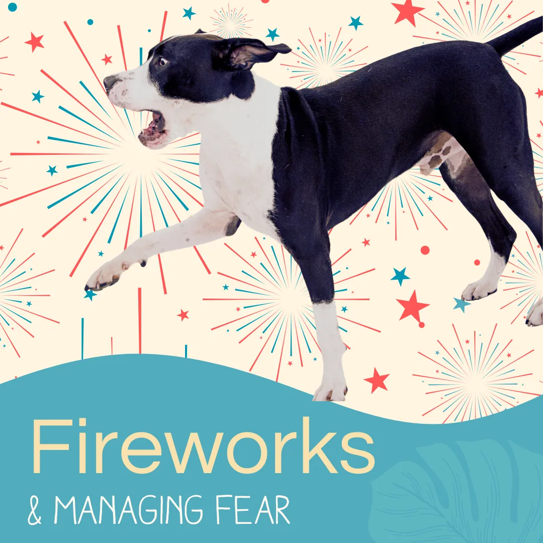 Dog appearing anxious amidst colorful fireworks background, emphasizing fireworks and managing fear for pets.