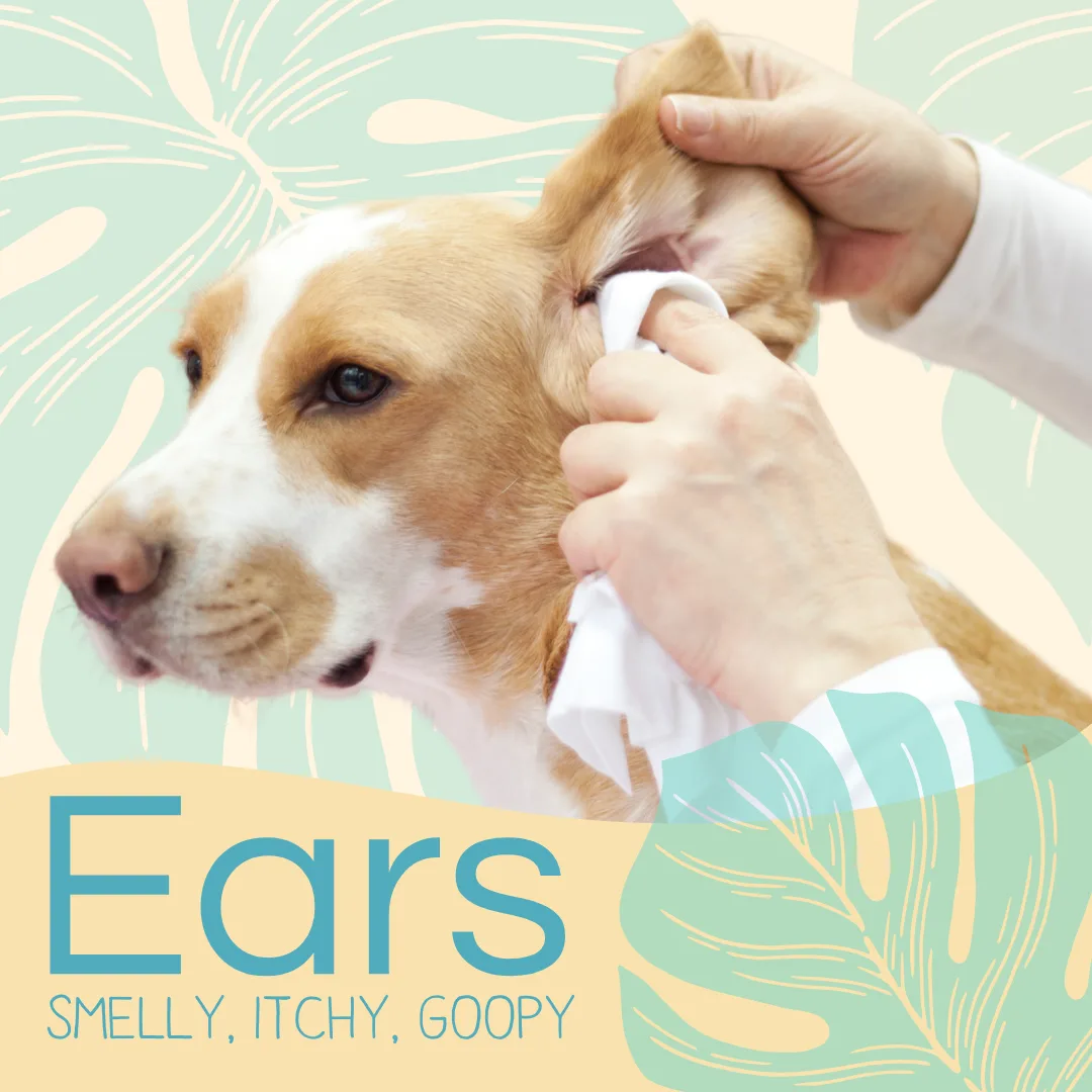Dog receiving ear cleaning with a hand holding a cotton cloth, highlighting the importance of ear health and hygiene for pets.