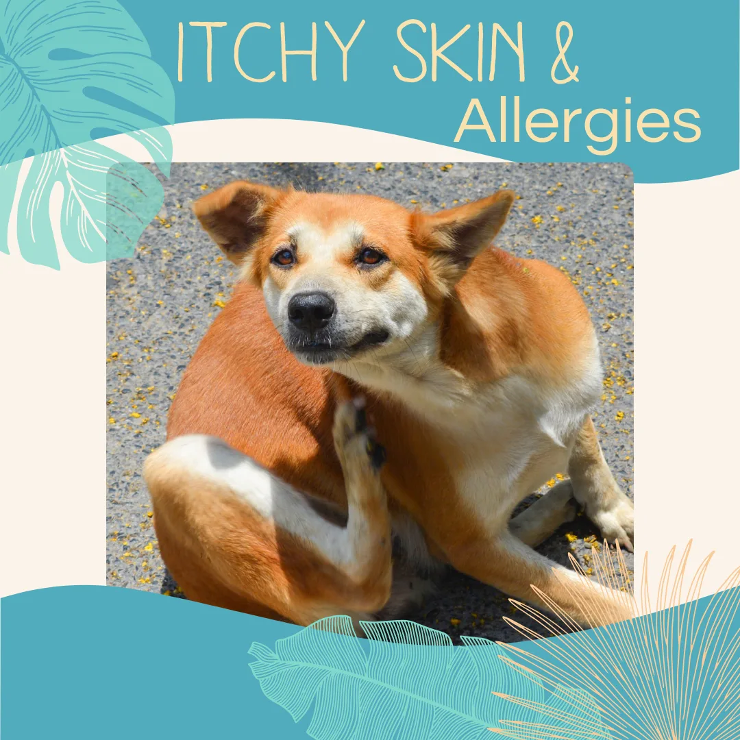 Dog scratching its ear, illustrating itchy skin and allergies, relevant to pet allergy management in Hawaii.