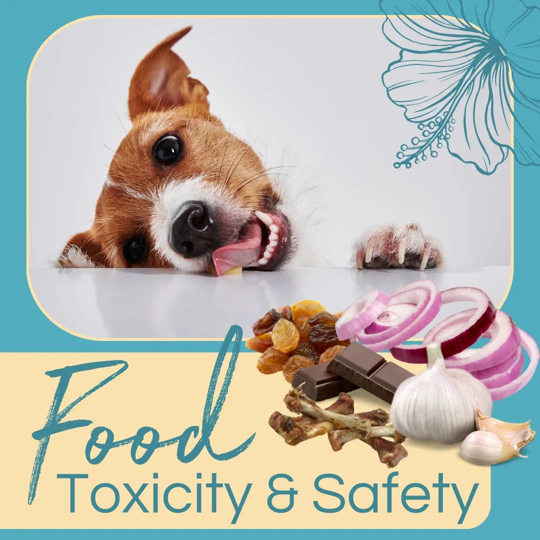 Dog licking its lips with food items like chocolate, onions, garlic, and raisins, emphasizing food toxicity and safety for pets during the holidays.