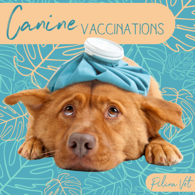 Canine Vaccinations