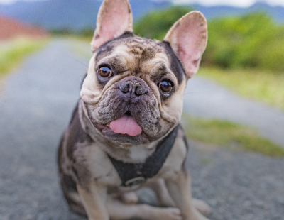 Canine Guides