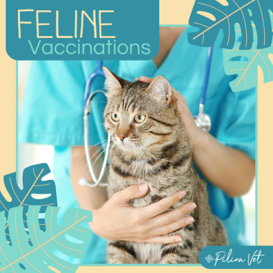 Feline Vaccinations