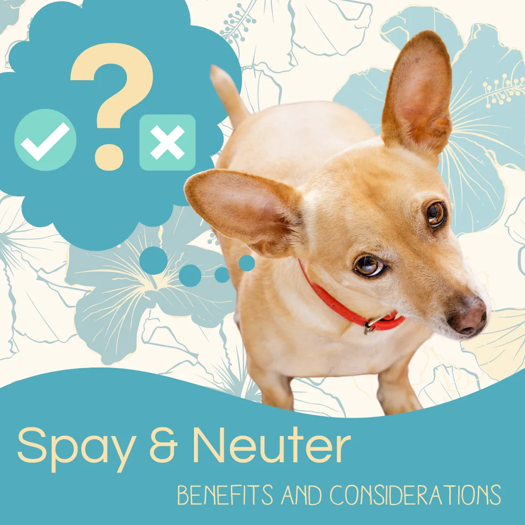 Dog with a questioning expression, spay/neuter symbols, and text overlay "Spay & Neuter - Benefits and Considerations," emphasizing pet health and responsible ownership.