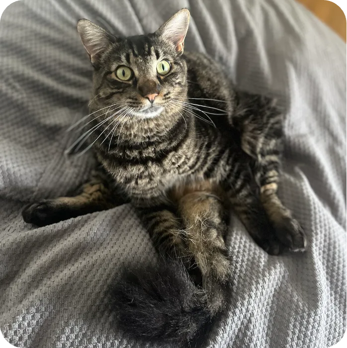 Tabby cat sitting comfortably on a gray blanket, showcasing relaxed demeanor and bright green eyes, reflecting the positive experience of pets at Pilina Veterinary Clinic.