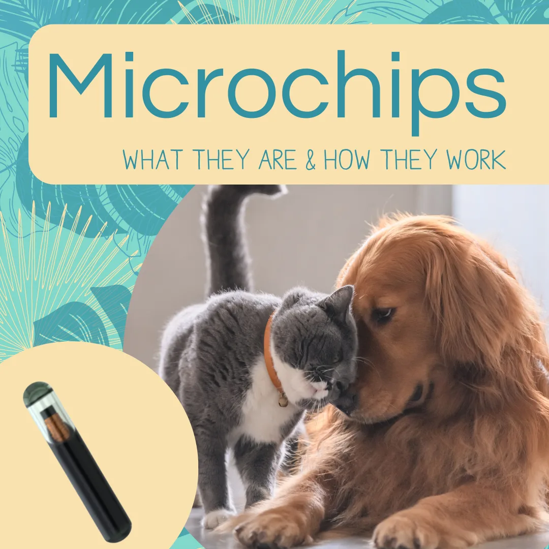 Microchips for pets with a dog and cat interacting, illustrating pet identification and safety.