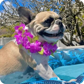 French Bulldog wearing a colorful flower lei, sitting in a pool, enjoying a sunny day, representing the joy of pet care and companionship.