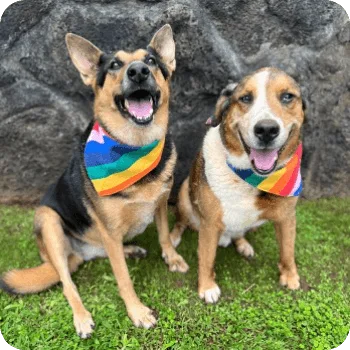 Two happy dogs wearing colorful rainbow bandanas, sitting on grass in front of a stone wall, representing the friendly atmosphere of Pilina Vet.