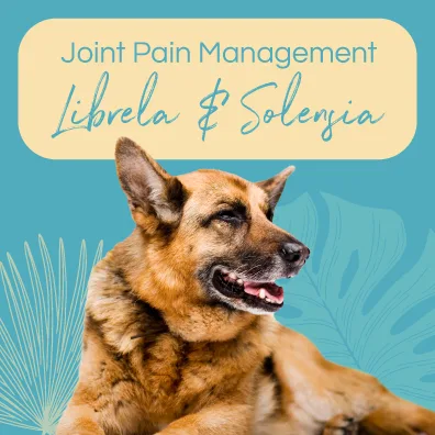 Dog resting with a relaxed expression, text overlay "Joint Pain Management Librela & Solensia," emphasizing joint pain relief for senior pets.
