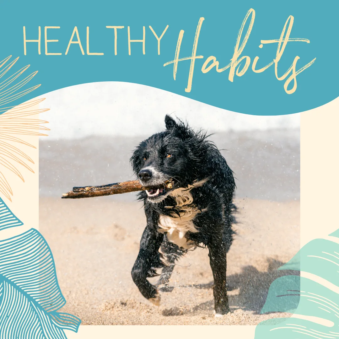 Healthy dog running on the beach with a stick, promoting healthy habits for pets in the new year.