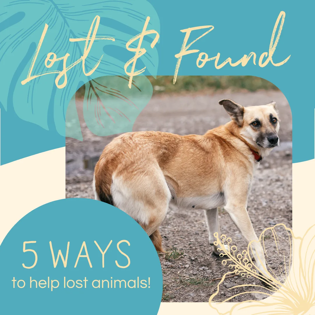 Lost & Found graphic featuring a dog with text overlay "5 WAYS to help lost animals!" in a colorful design, emphasizing guidance for reuniting lost pets.