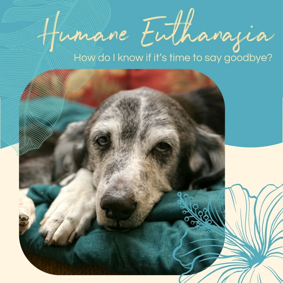 Senior dog resting on a green blanket, with text overlay about humane euthanasia and knowing when to say goodbye.