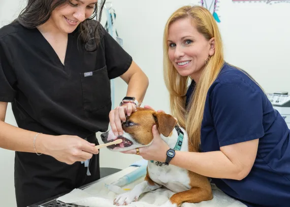 Veterinary professionals performing dental care on a dog, emphasizing pet dental health at Pilina Vet.