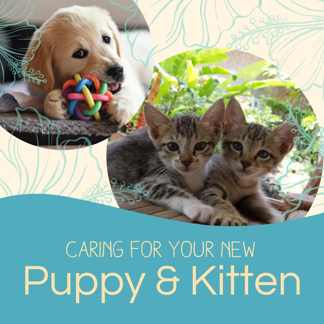 Puppy playing with a colorful toy and two kittens resting together, promoting care for new puppies and kittens.