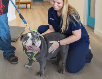 Veterinary staff member kneeling beside a large dog on a leash, demonstrating the Day Admission drop-off service at Pilina Vet.