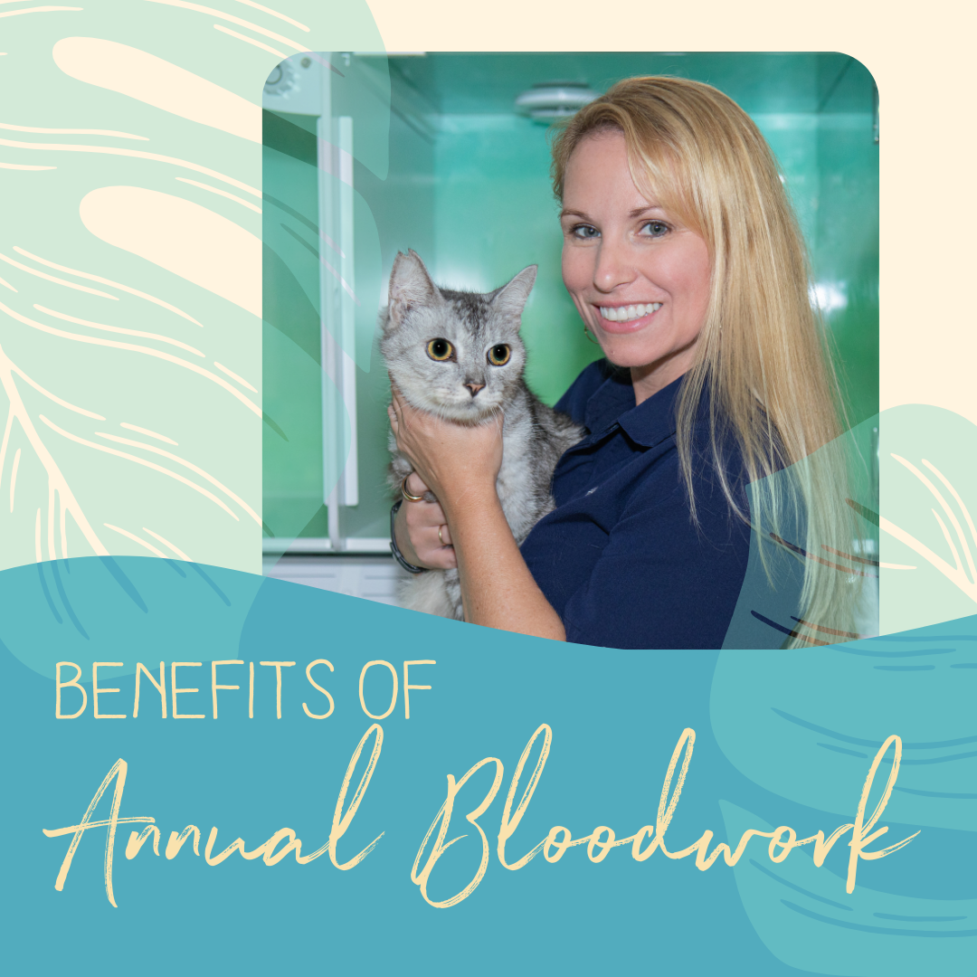 The Benefits of Annual Bloodwork