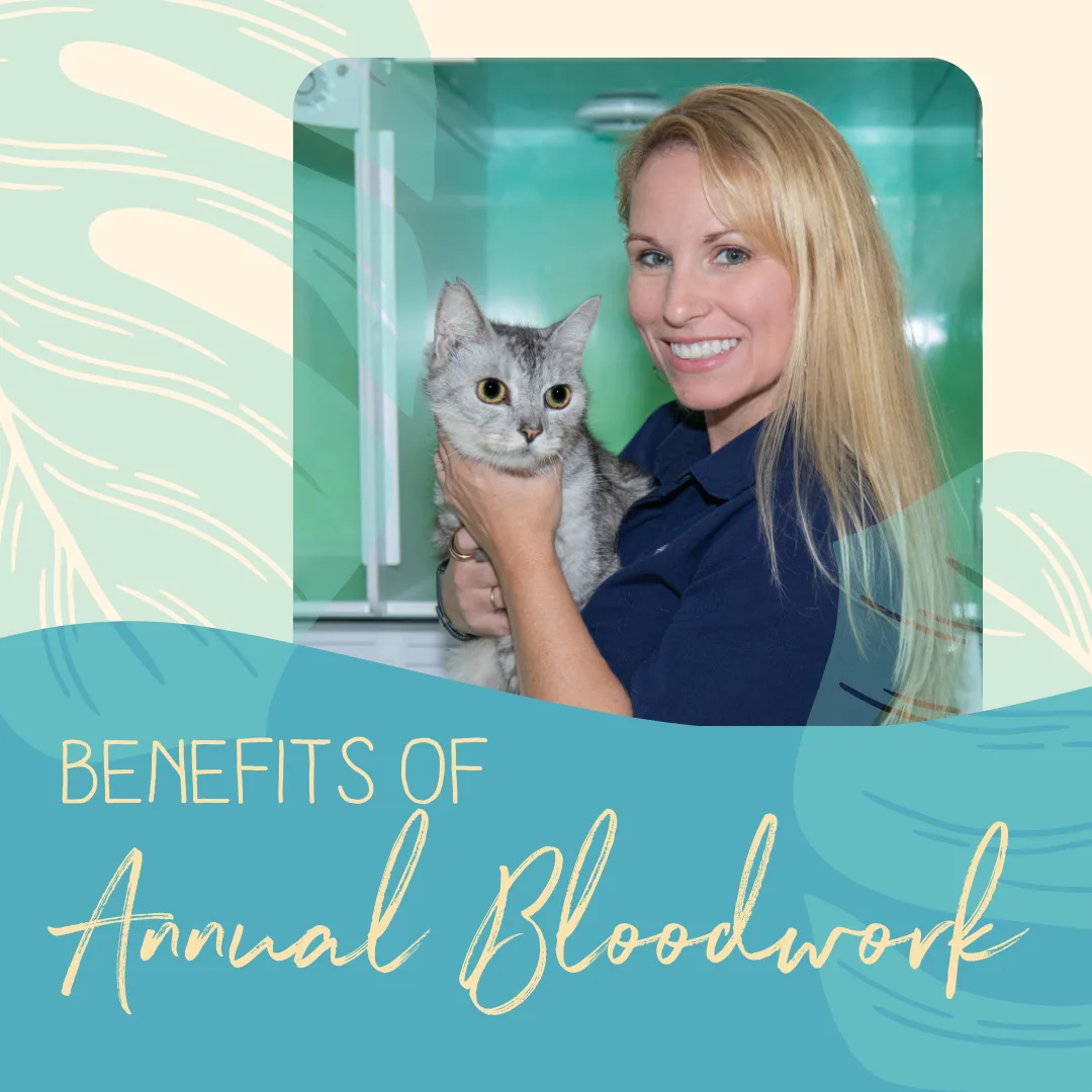 Veterinarian holding a cat, promoting the benefits of annual bloodwork for pet health and well-being.