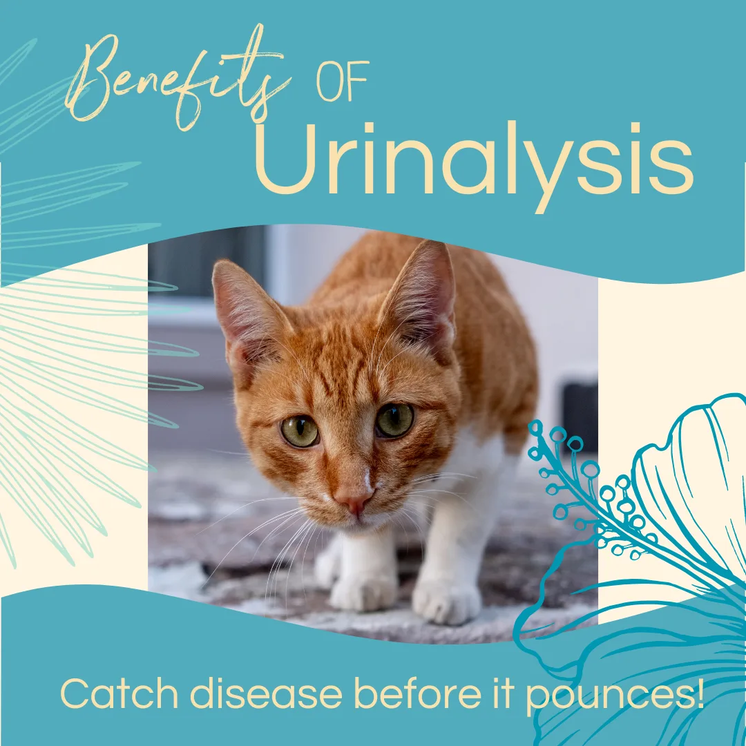 Orange tabby cat with large eyes, featured prominently in a graphic titled "Benefits of Urinalysis," highlighting the importance of annual urinalysis for pet health and early disease detection.