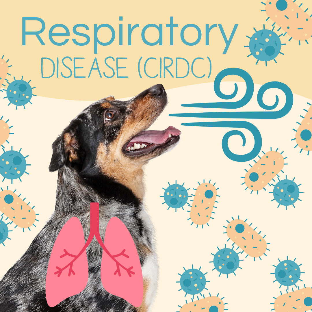 Canine Infectious Respiratory Diseases Complex: Symptoms, Treatment, and Risks