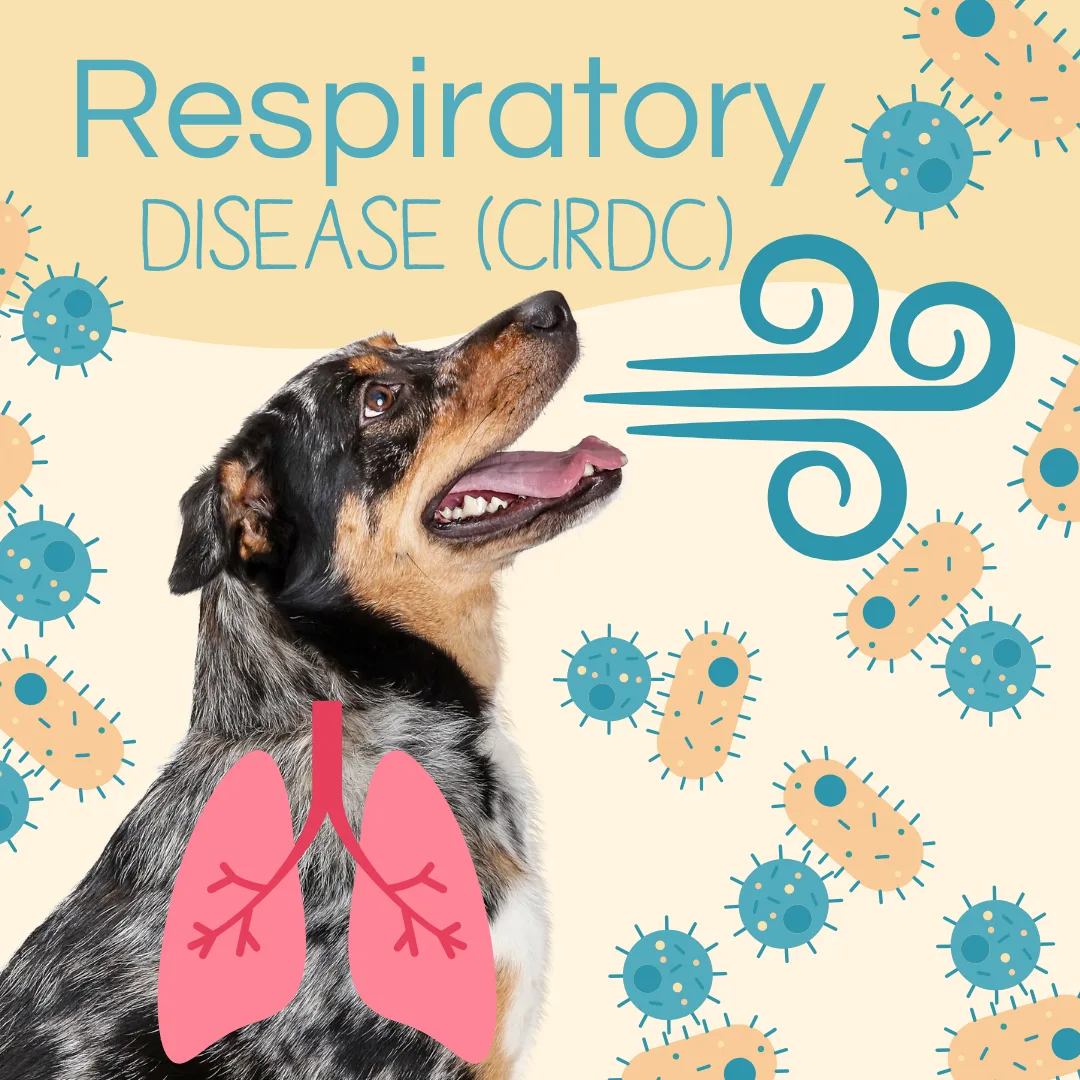 Canine respiratory disease (CIRDC) illustration featuring a dog, lungs graphic, and bacteria symbols, emphasizing respiratory health and common symptoms.