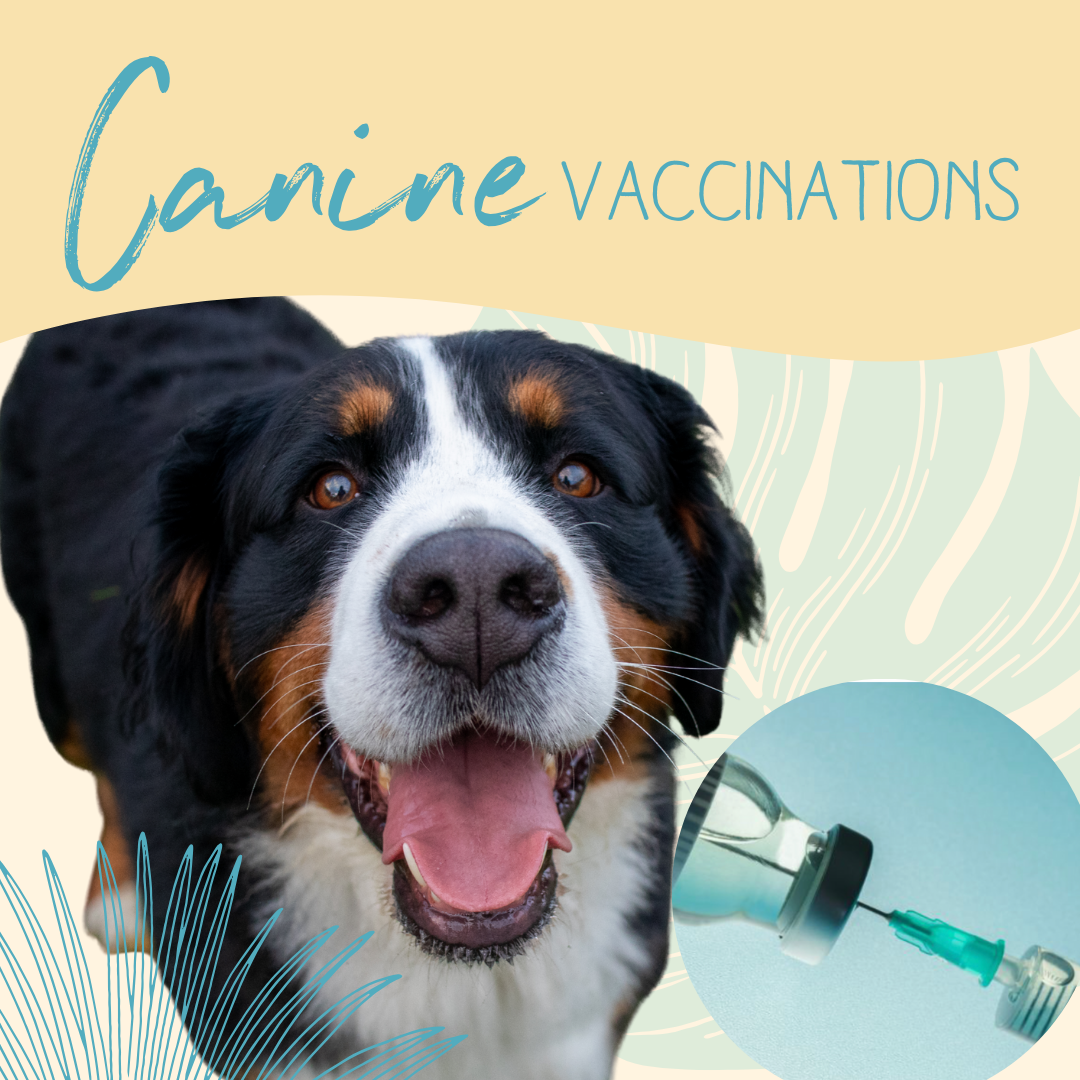 Canine Vaccinations