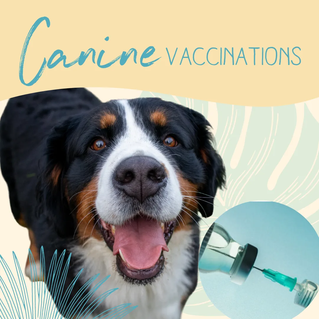Smiling dog representing canine vaccinations, with a syringe and vaccine vial in the corner, emphasizing the importance of pet health and preventative care.