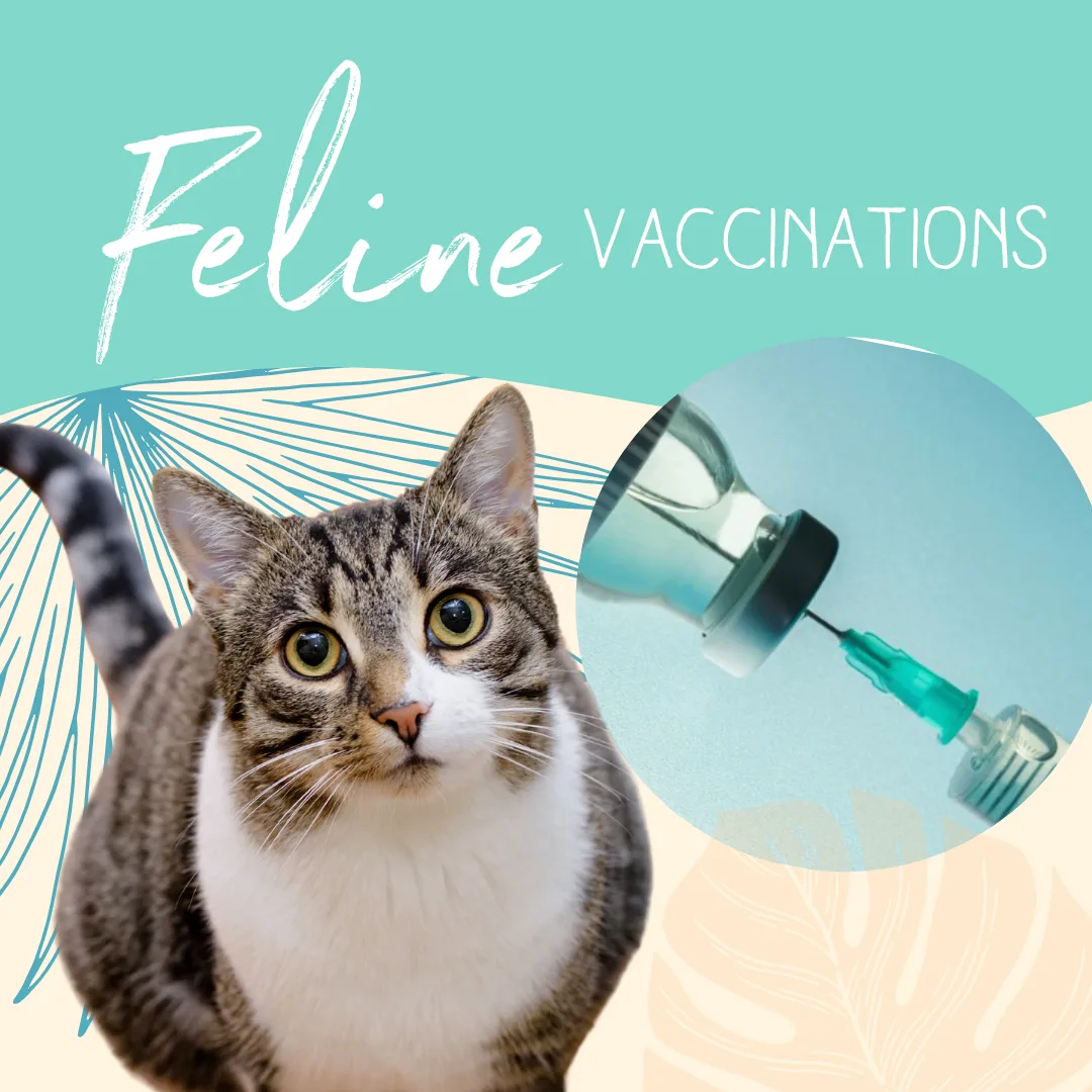 Tabby cat with large eyes next to a vaccine vial and syringe, emphasizing feline vaccinations and pet health care.