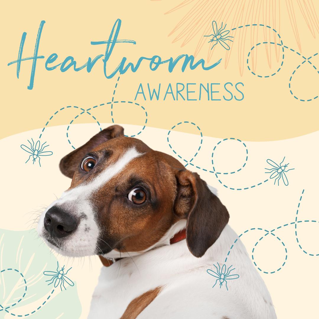 Heartworm