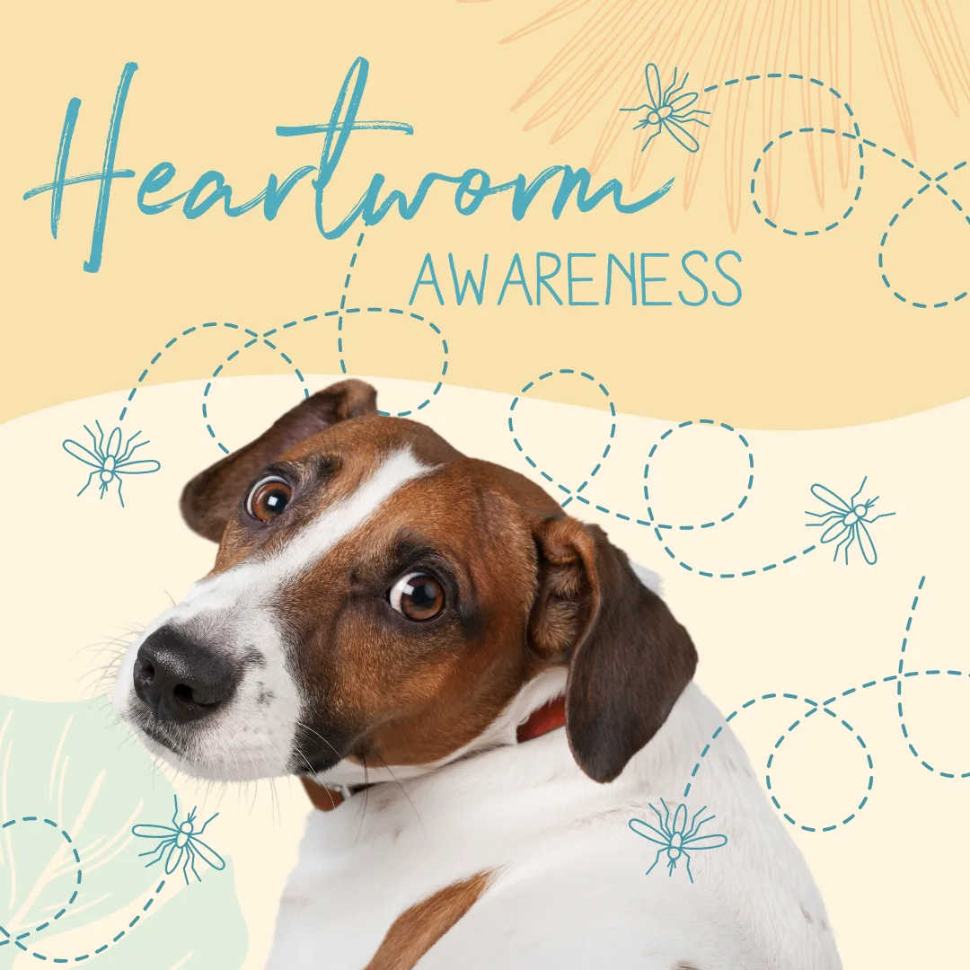 Dog with a concerned expression promoting heartworm awareness, featuring decorative elements like mosquitoes and the text "Heartworm Awareness."