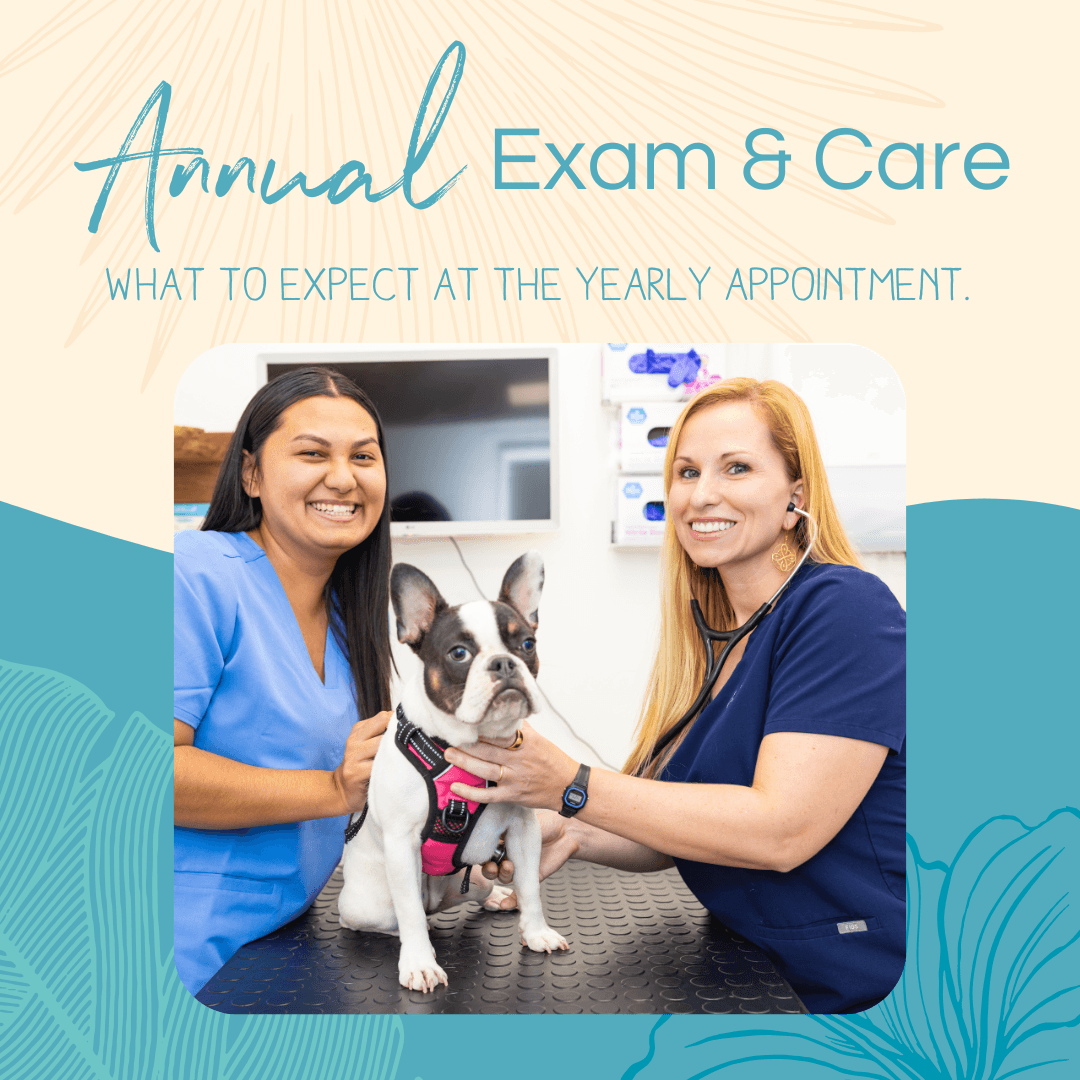 What Happens at Your Pet’s Annual Wellness Visit at Pilina Vet