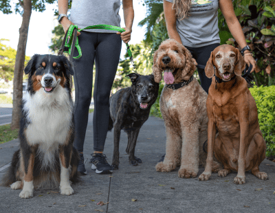 Pet Joint Pain Therapy