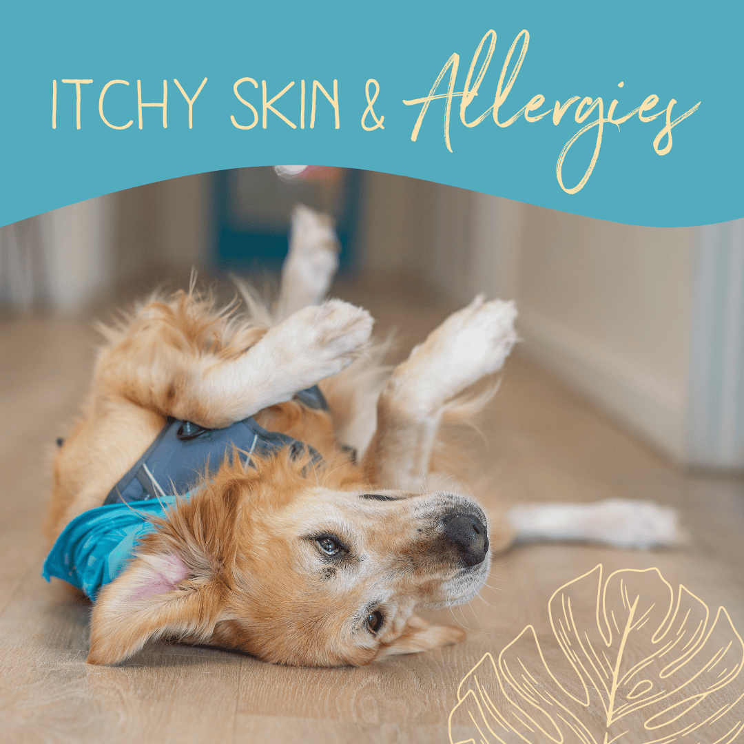 Allergies Unleashed: A Guide to Flea, Food, and Environmental Allergies in Animals Living in Hawaii