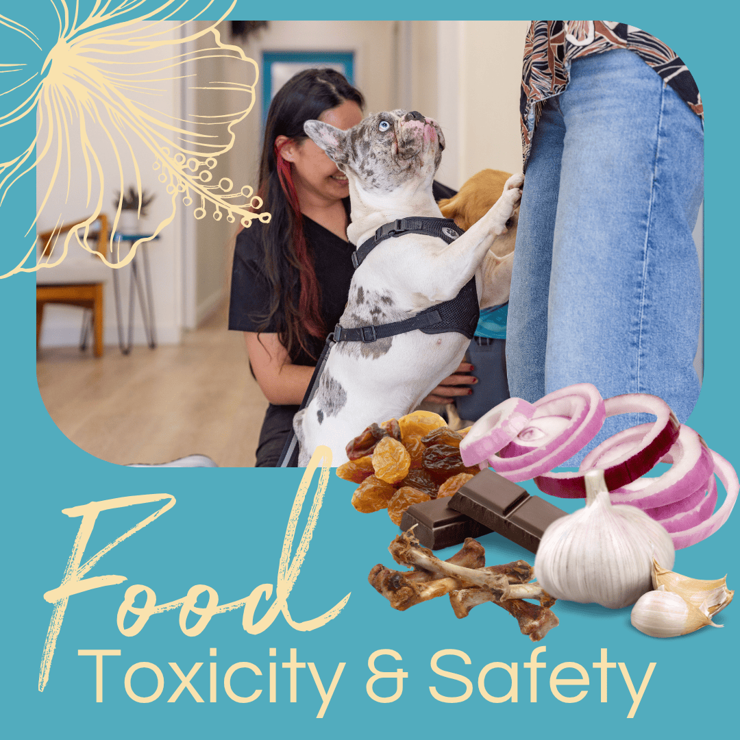 Food Safety for Animals During the Holidays